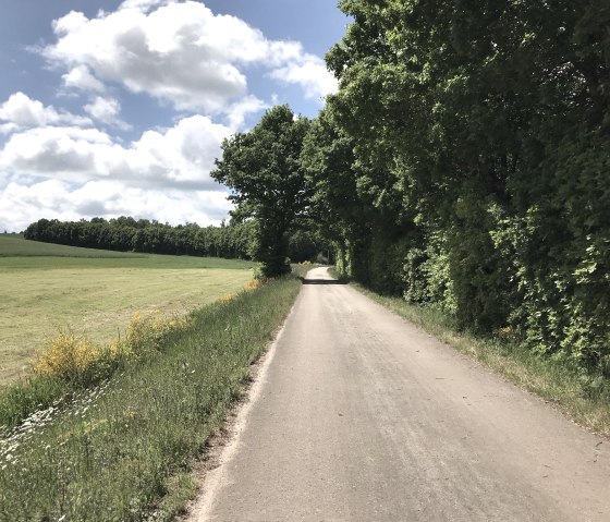 Ginsterblüte am Enz-Radweg, © Eifel Tourismus GmbH