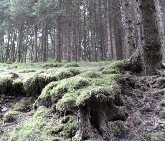 Prümer Land Baumwurzeln und Moose, © Tourist-Information Prümer Land