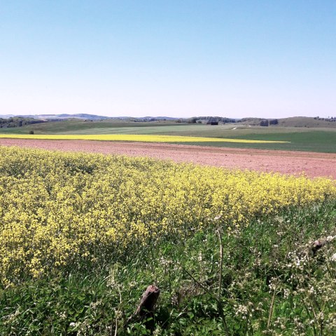 Ginsterblüte, © Tourist-Information Prümer Land/Elke Dahm