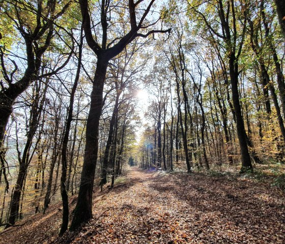 Herbstlaub, © Tourist-Information Prümer Land