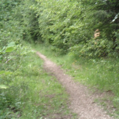 Waldpfad im Tettenbusch, © Tourist-Information Prümer Land