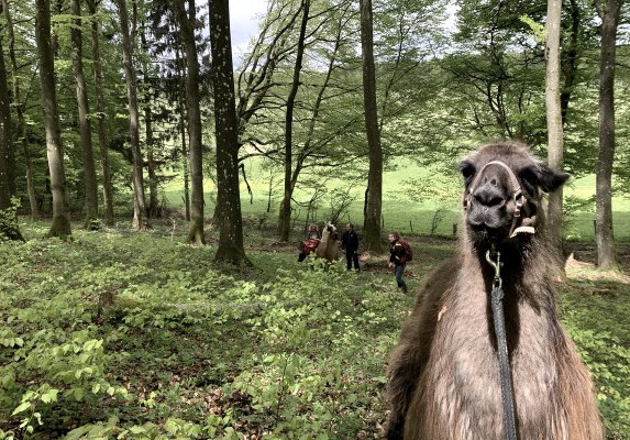 Lama-Wanderung in den Buchenwäldern der Schönecker Schweiz