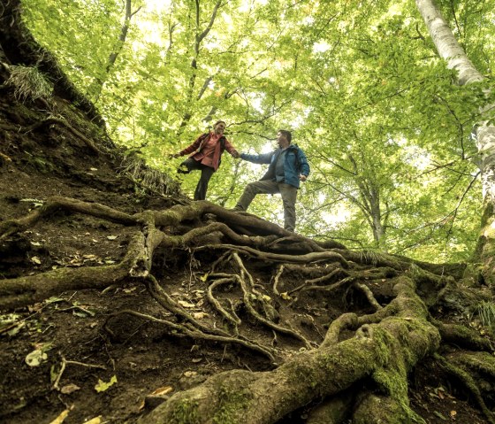 Zusammen durch urwüchsigen Wald auf dem Schneifel-Pfad, © Eifel Tourismus GmbH, D. Ketz