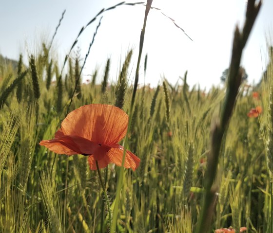 Blumenwiese