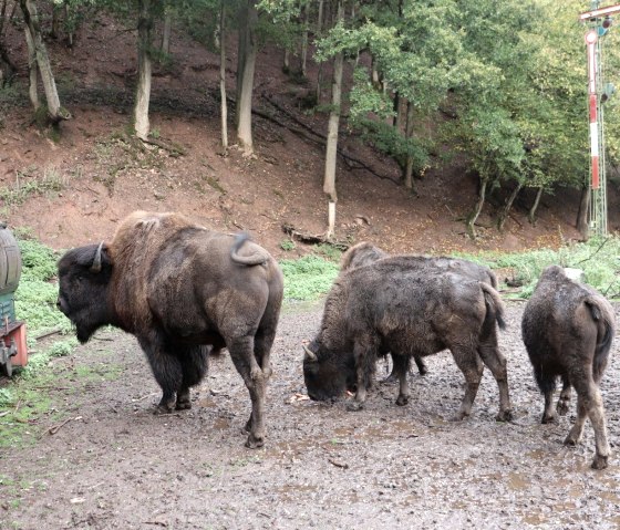 Bisons und Wisente, © Tourist-Info Islek, Ingrid Wirtzfeld