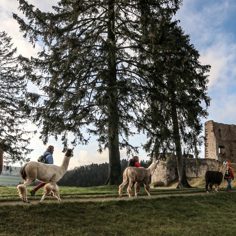 Eifelnomaden an der Burgruine Schönecken, © Eifelnomaden, Julietta Baums