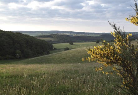 Panorama Schneifel - Höhe Richelberg, Bleialf, © Tourist-Information Prümer Land