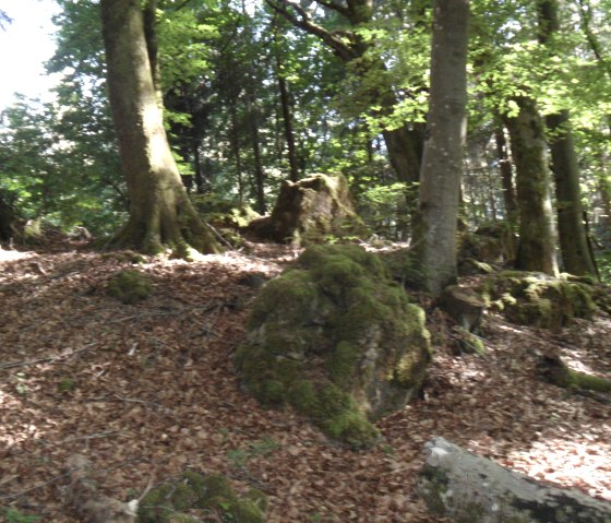 Rundweg zur Krausbuche Rommersheim, © Tourist-Information Prümer Land