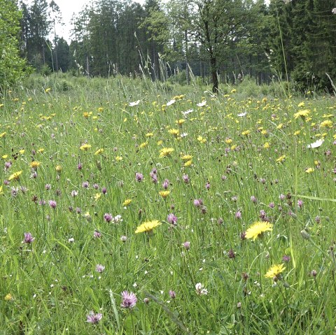 Blumenwiese im Schneifelwald, © Tourist-Information Prümer Land