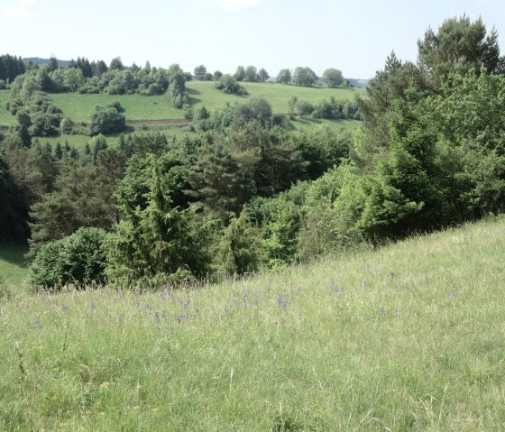 Schönecker Schweiz, Wachholdergebiet, © Naturpark Nordeifel Geschäftsstelle Prüm