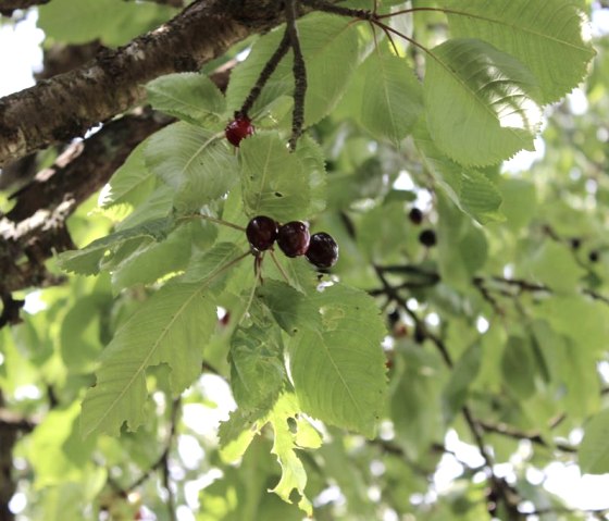 Obstwiese