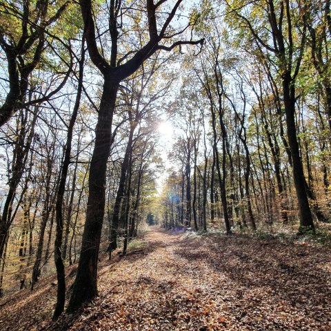 Herbstlaub, © Tourist-Information Prümer Land