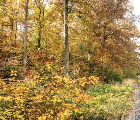 Stege auf dem Moore-Pfad Schneifel, © Eifel Tourismus GmbH, Dominik Ketz