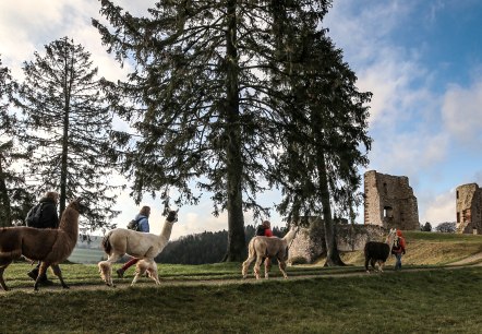 Eifelnomaden an der Burgruine Schönecken, © Eifelnomaden, Julietta Baums