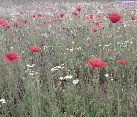 Blumenwiese G Heinrichs