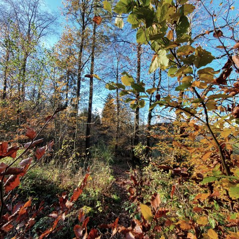 Wald1, © Tourist-Information Prümer Land