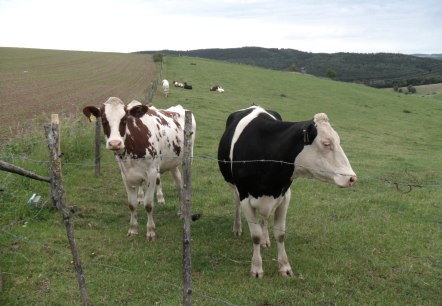 Kühe auf Weide, © Andrea Hohn TI Prüm