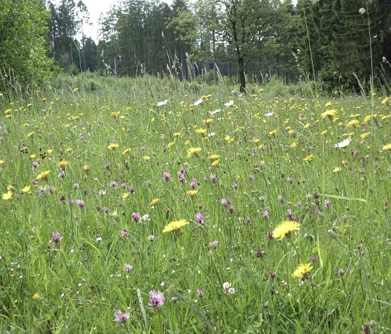 Blumenwiese im Schneifelwald, © Tourist-Information Prümer Land