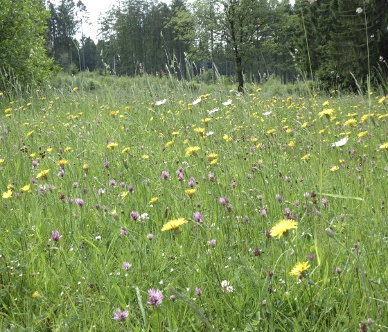 Waldblumenwiese in der Schneifel, © Tourist-Information Prümer Land, G. Sternitzke