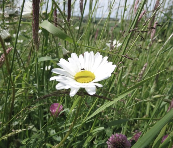 Blumenwiese, © Tourist-Information Prümer Land