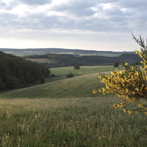 Panorama Schneifel - Höhe Richelberg, Bleialf, © Tourist-Information Prümer Land