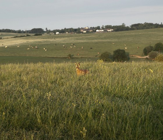 Prümer Land überraschter Feldhase, © Tourist-Information Prümer Land/Teuschler