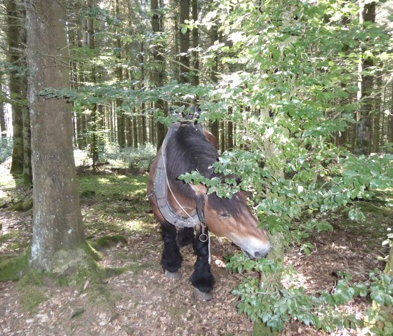 Begegnung auf dem Grenzweg bei Bleialf, © Tourist-Information Prümer Land