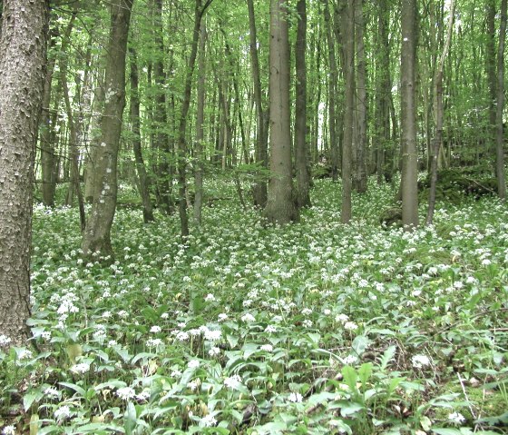 Bärlauch in der Schönecker Schweiz, © Naturpark Nordeifel, Tourist-Information Prüm