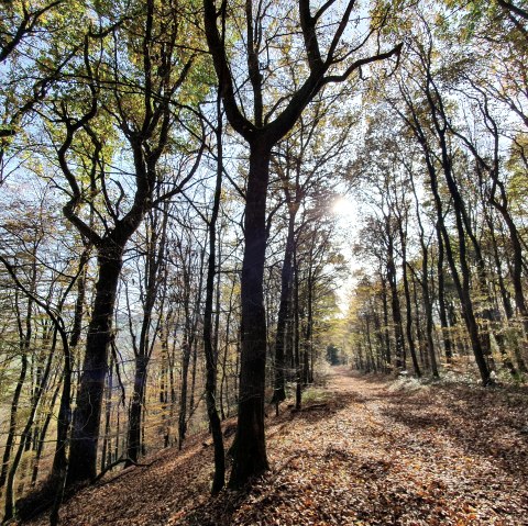 Herbstlaub, © Tourist-Information Prümer Land