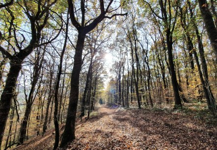 Herbstlaub, © Tourist-Information Prümer Land