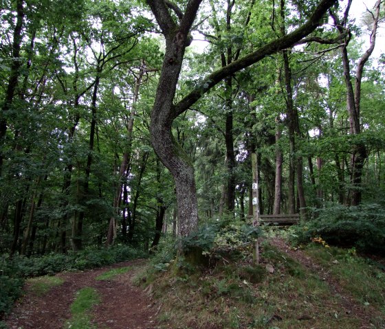 Tettenbusch Prüm 2, © Tourist-Information Prümer Land, Andrea Hohn