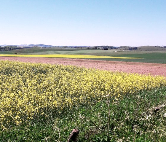 Ginsterblüte, © Tourist-Information Prümer Land/Elke Dahm