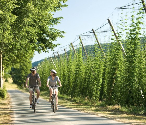 Hopfenfelder am Prüm-Radweg bei Holsthum, © Rheinland-Pfalz Tourismus GmbH/D. Ketz