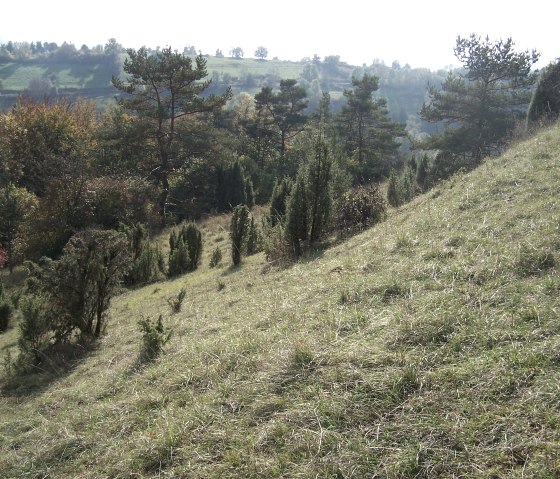 Schönecker Schweiz Wacholder, Magerrasen, © Tourist-Information Prümer Land