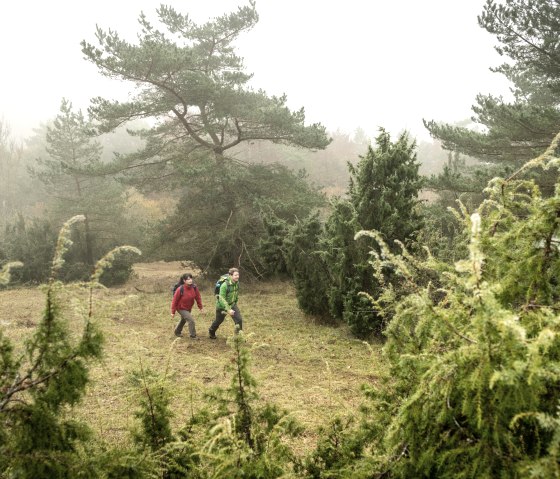 Durch Wacholderbüsche wandern auf dem Schneifelpfad, Schönecker Schweiz, © Eifel Tourismus GmbH, D. Ketz