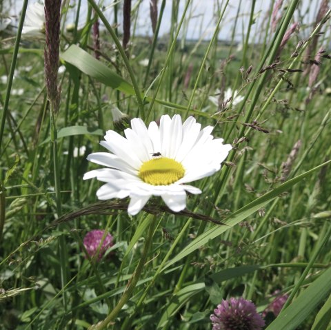 Blumenwiese, © Tourist-Information Prümer Land