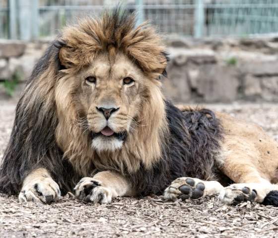 Löwe, © Eifel-Zoo Lünebach, Wallpott