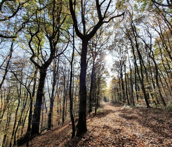 Herbstlaub, © Tourist-Information Prümer Land