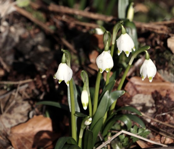 In der Schönecker Schweiz findet sich ein großes Vorkommen des seltenen und geschützten Märzenbecher. Sie blühen schon im Februar/März, wenn die Bäume noch keine Blätter tragen., © Oliver Breda