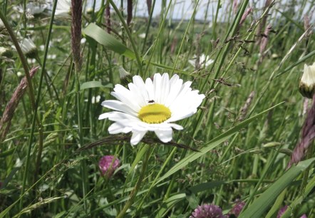 Blumenwiese, © Tourist-Information Prümer Land